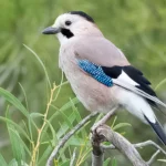 Eurasian Jay