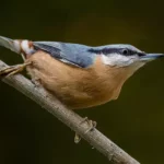 Eurasian Nuthatch