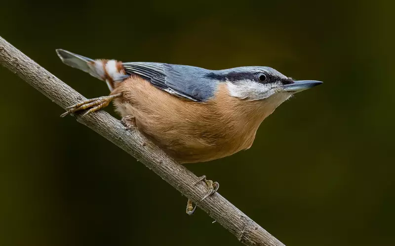 Eurasian Nuthatch