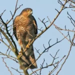 Eurasian Sparrowhawk