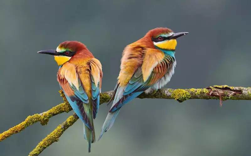 European Bee-Eater