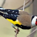 European Goldfinch