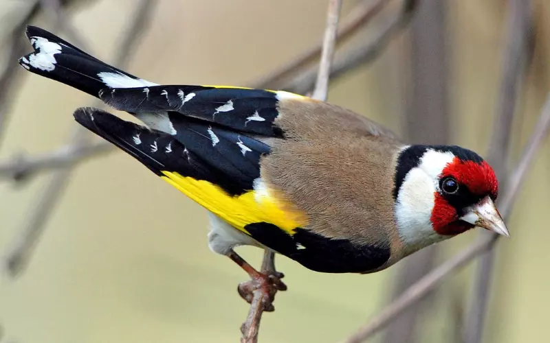 European Goldfinch