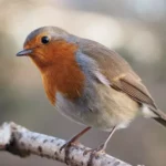 European Robin