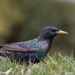 European Starling