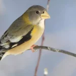 Evening Grosbeak