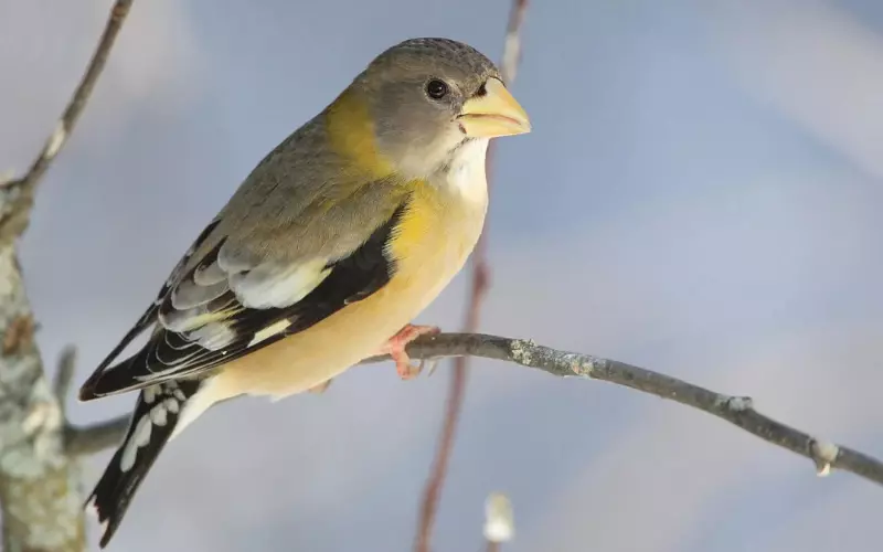 Evening Grosbeak