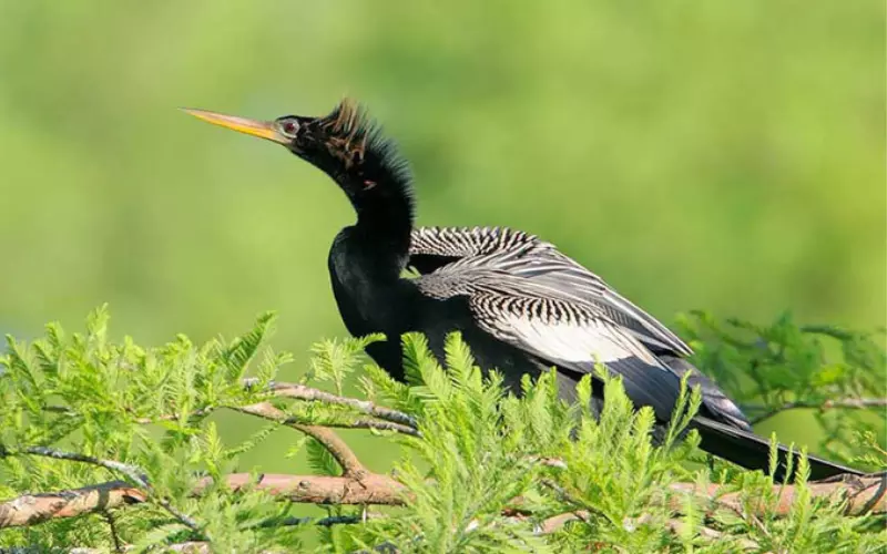 Evolution Of Anhinga