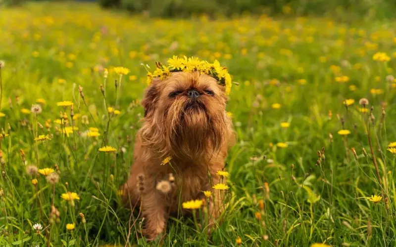 Evolution Of Brussels Griffon