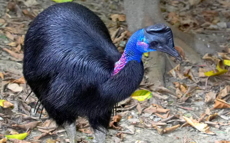 Evolution Of Cassowary