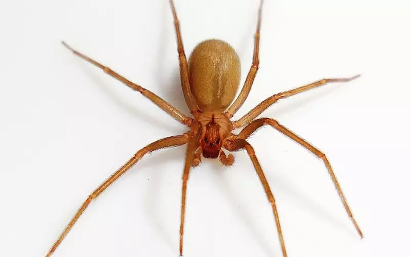 Evolution Of Chilean Recluse Spider