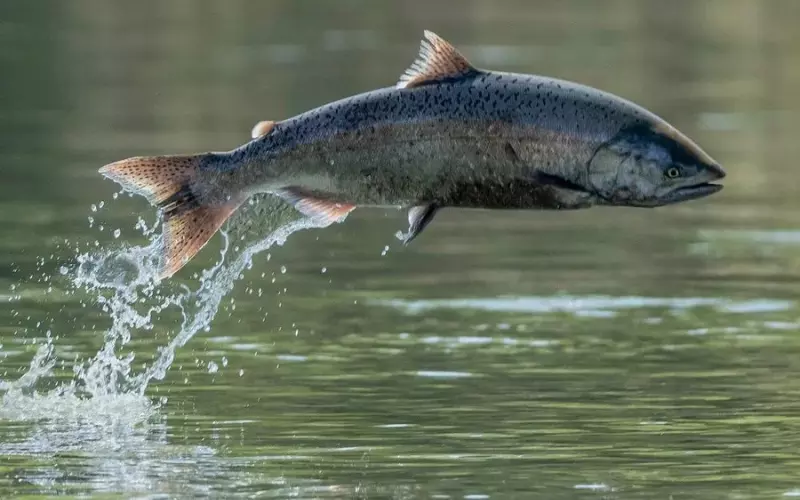 Evolution Of Chinook Salmon