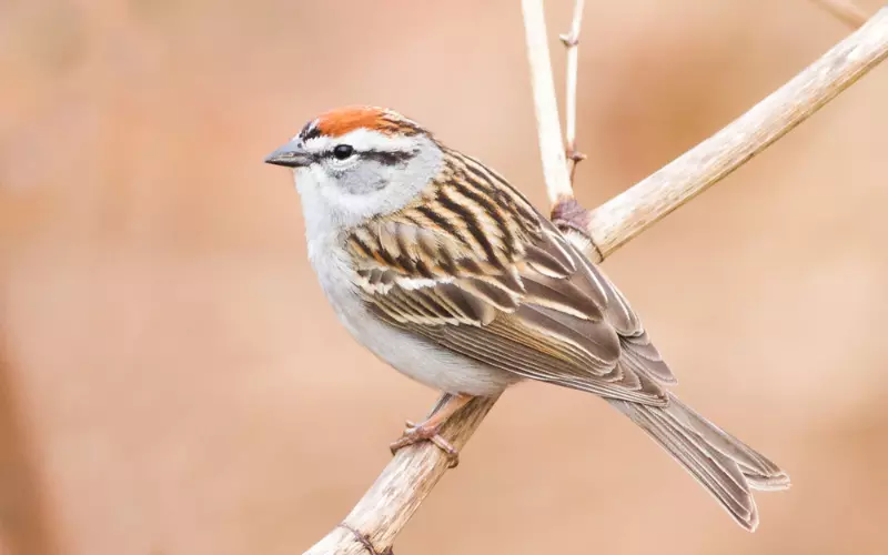 Evolution Of Chipping Sparrow