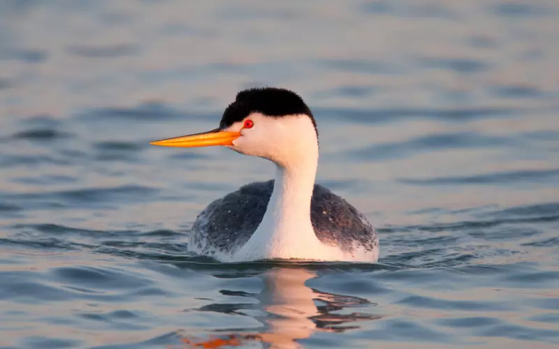 Evolution Of Clark’s Grebe