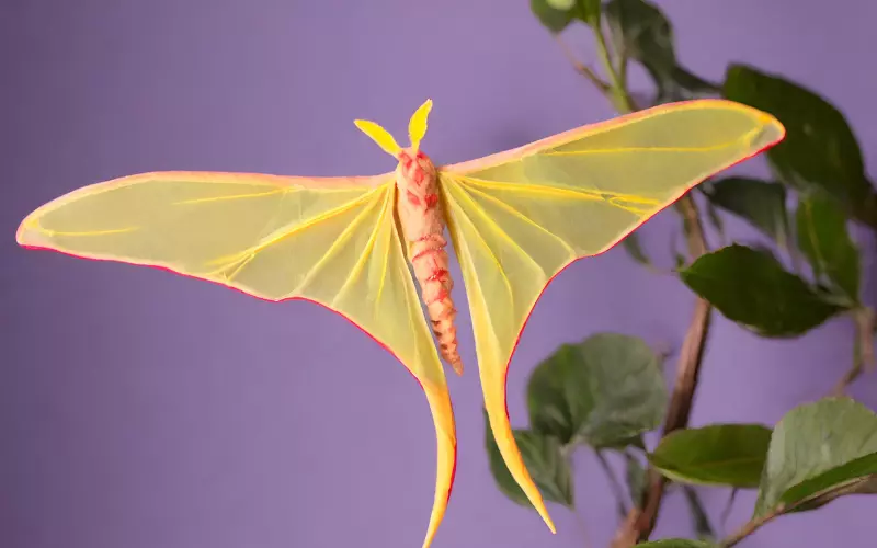 Evolution Of Comet Moth