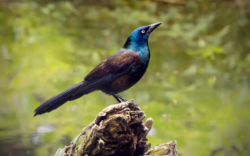 Evolution Of Common Grackle