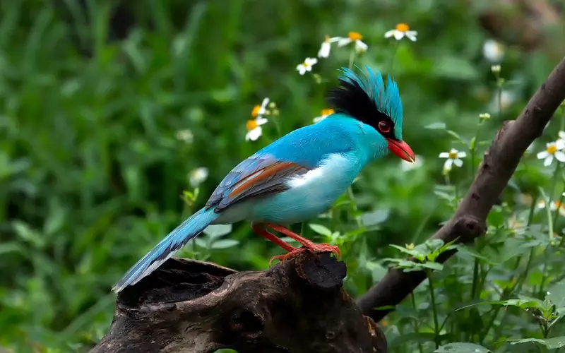 Evolution Of Common Green Magpie