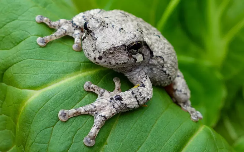 Evolution Of Gray Tree Frog