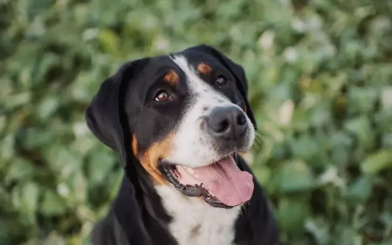 Evolution Of Greater Swiss Mountain Dog