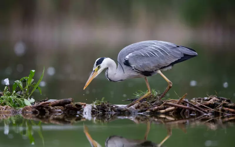 Evolution Of Grey Heron