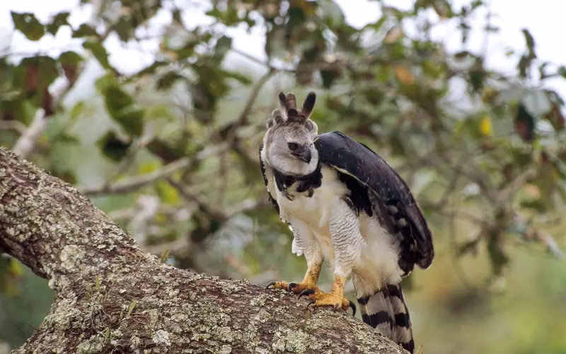 Evolution Of Harpy Eagle