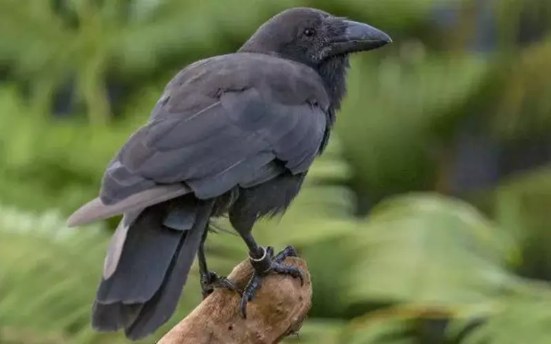 Evolution Of Hawaiian Crow