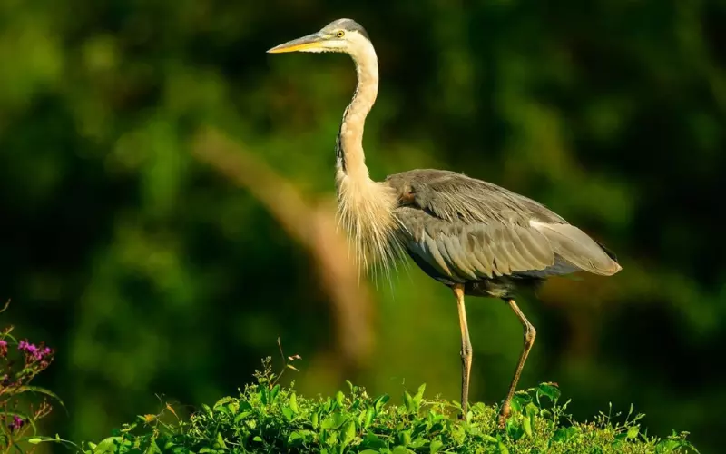 Evolution Of Heron