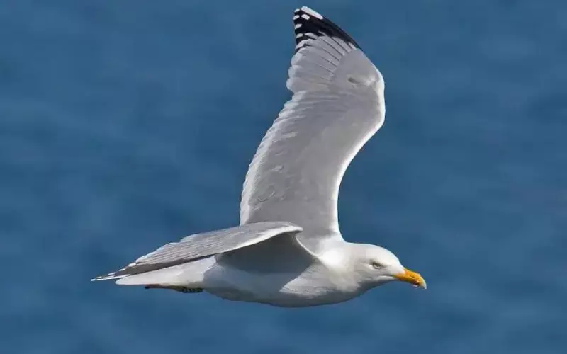 Evolution Of Herring Gull