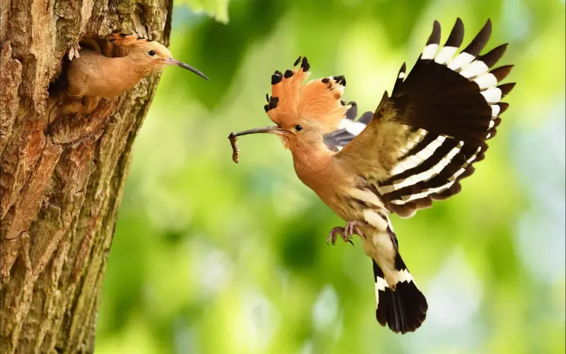 Evolution Of Hoopoe