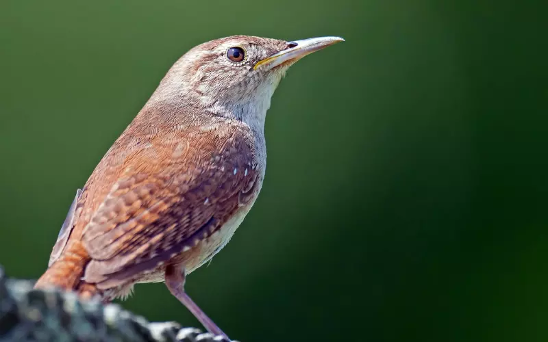 Evolution Of House Wren