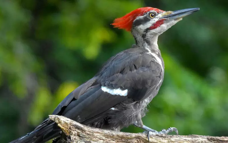 Evolution Of Ivory-Billed Woodpecker
