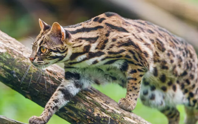 Evolution Of Leopard Cat