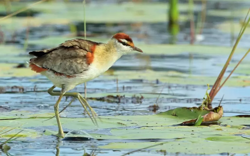 Evolution Of Lesser Jacana