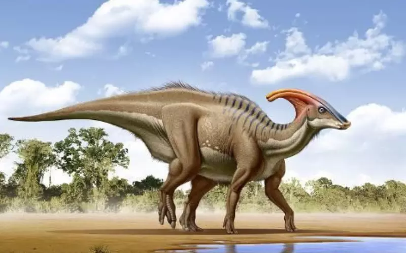 Evolution Of Parasaurolophus