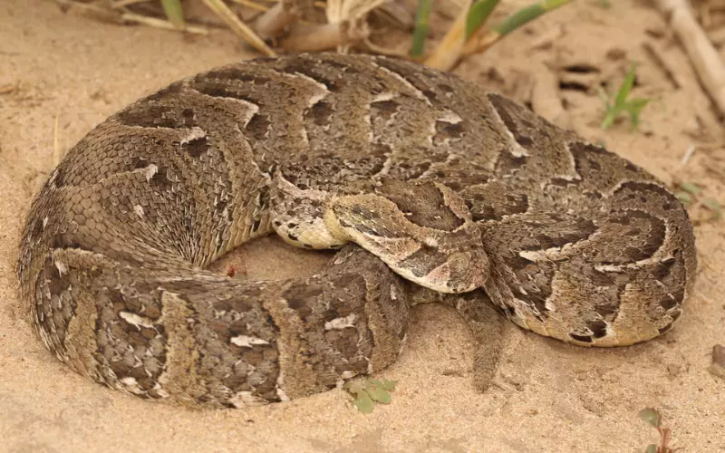 Evolution Of Puff Adder