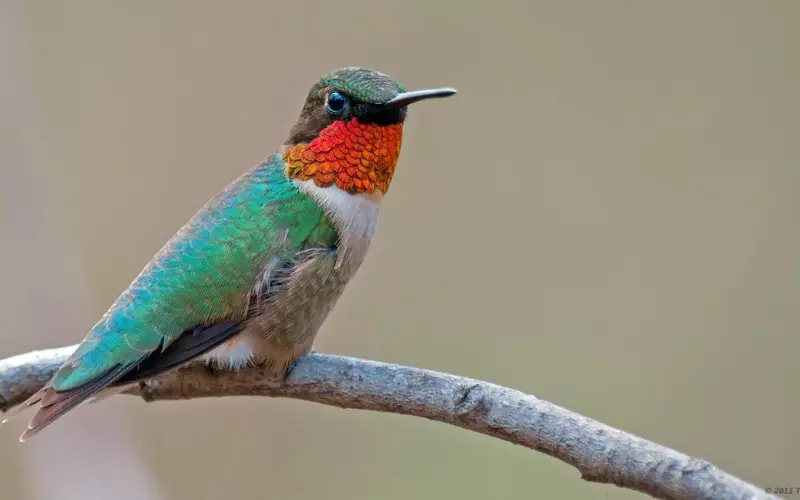 Evolution Of Ruby-Throated Hummingbird