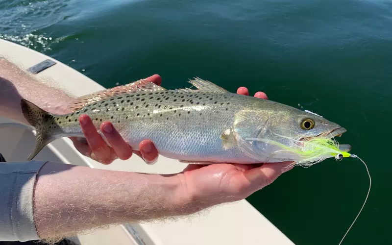 Evolution Of Speckled Trout