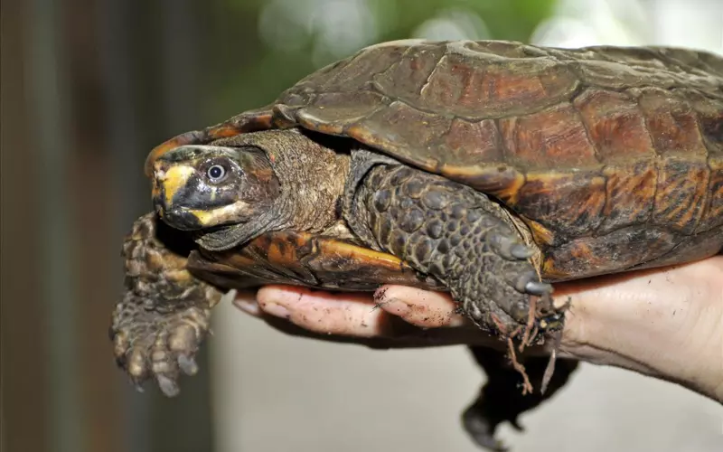 Evolution Of Spiny Hill Turtle