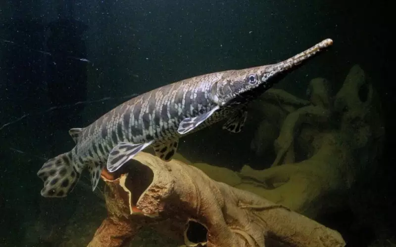 Evolution Of Spotted Gar