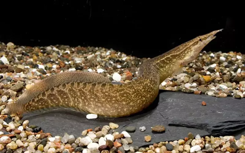 Evolution Of Tire Track Eel