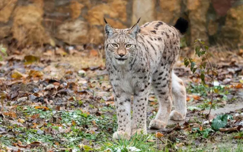 Evolution of Balkan Lynx