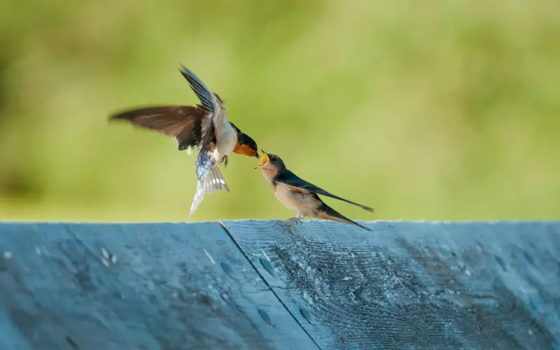 Evolution of Barn Swallow