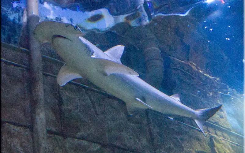 Evolution of Bonnethead Shark