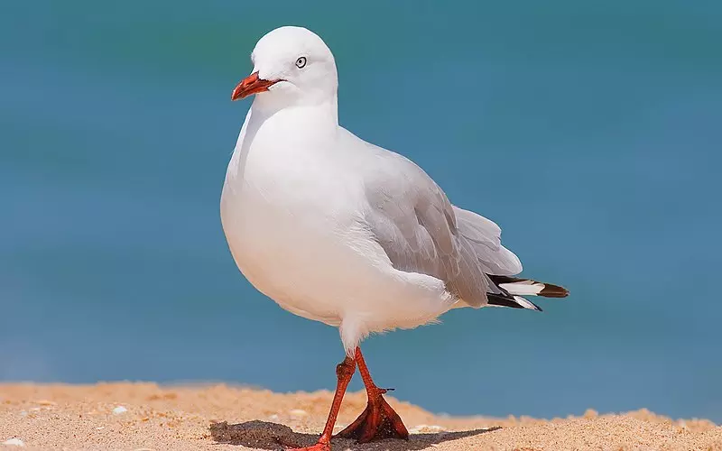 Evolution of Seagull