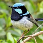 Fairy-Wren