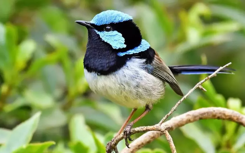 Fairy-Wren