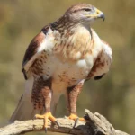 Ferruginous Hawk