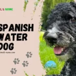 water dog