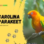 Carolina Parakeet