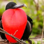 Frigatebird